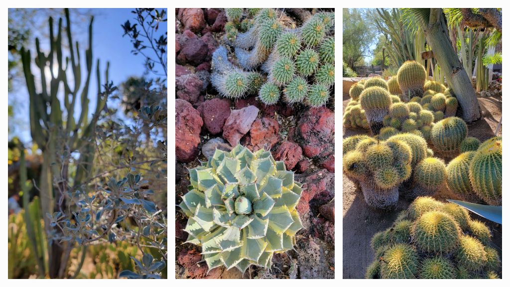 Grab Life By the Thorns: Check out This Unique Palm Springs Botanical&nbsp;Garden