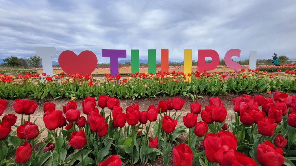 A Faceful of Flowers: Getting Handsy at Tulip Valley&nbsp;Farms