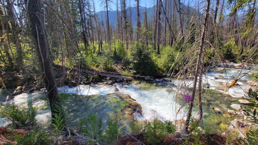 Hope Springs Eternal: Rebirth from the Goodell Creek&nbsp;Fire